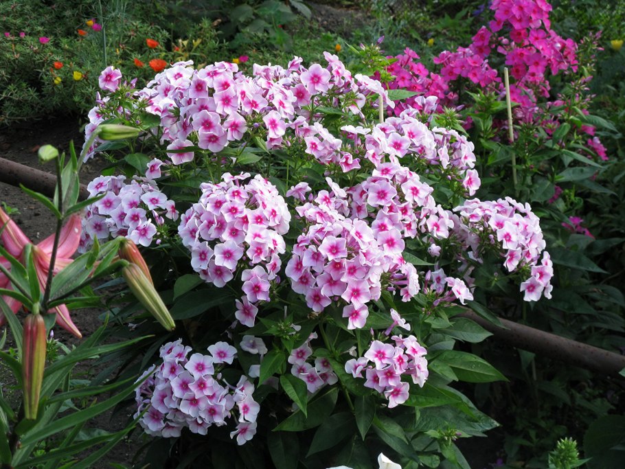 Флоксы многолетние кусты