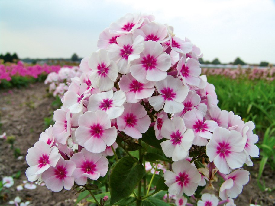 Флокс метельчатый Зоряна