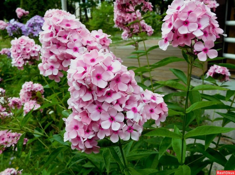 Флокс метельчатый Балморал