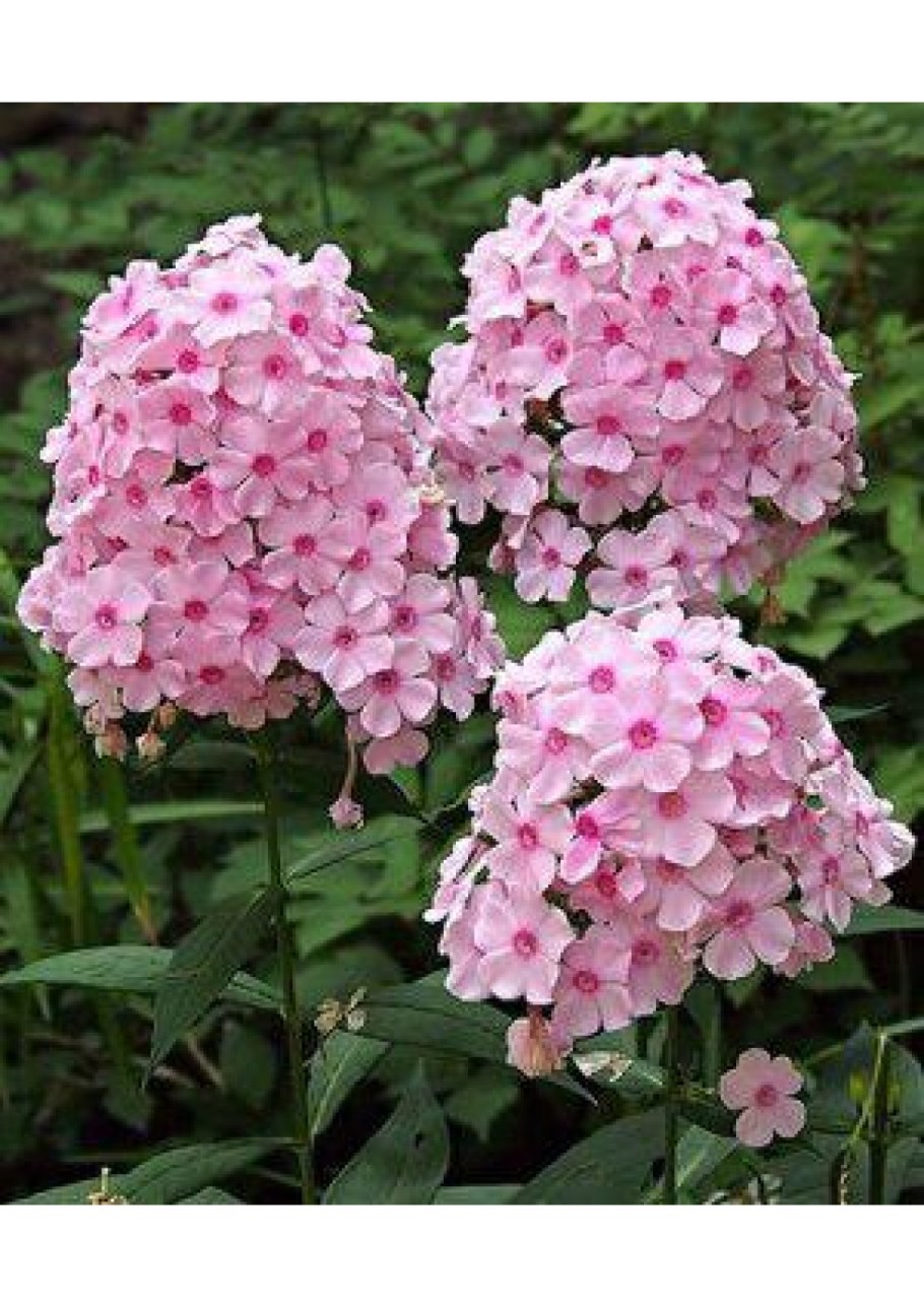 Флоксы цветы