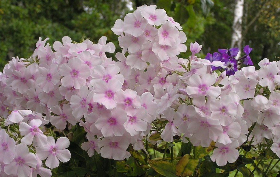 Флокс Сесилия