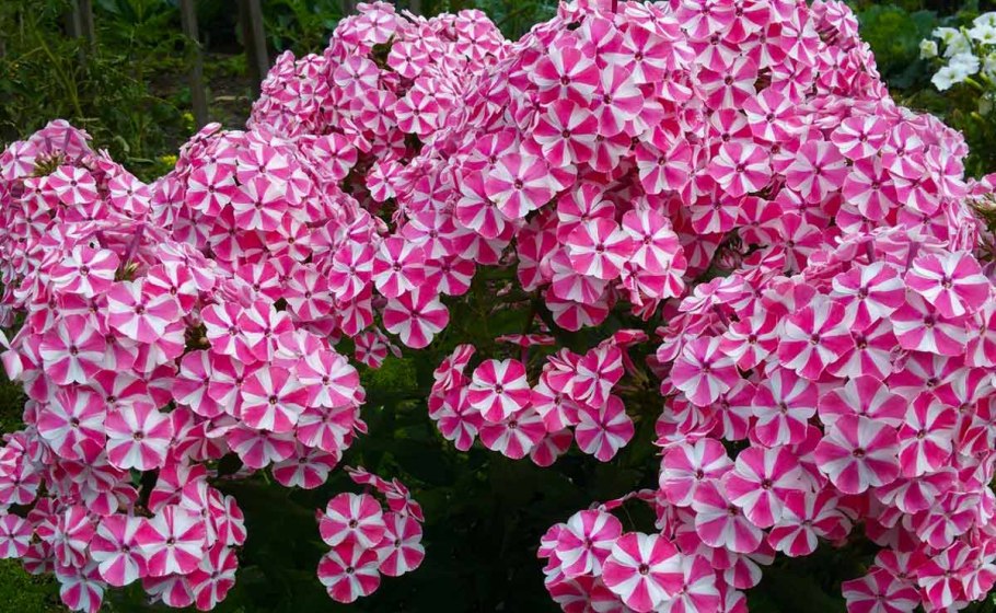 Флоксы цветы