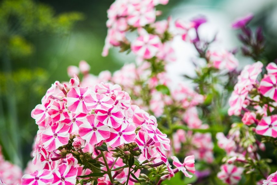 Флокс метельчатый Катарина