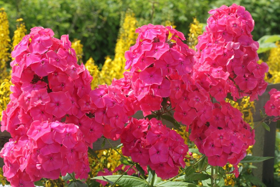 Флоксы многолетние