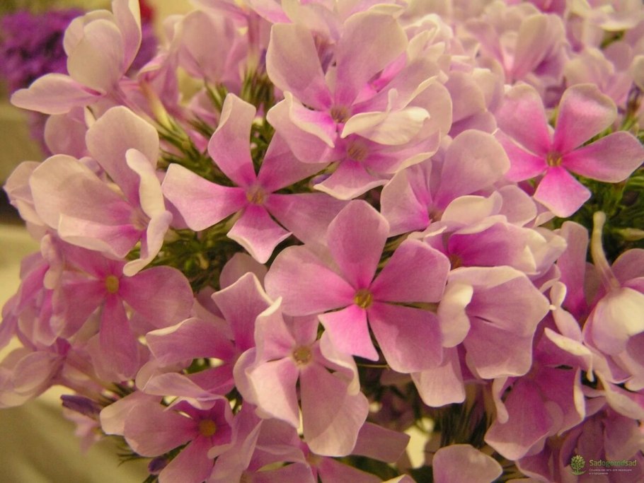 Флокс метельчатый поздноцветущий