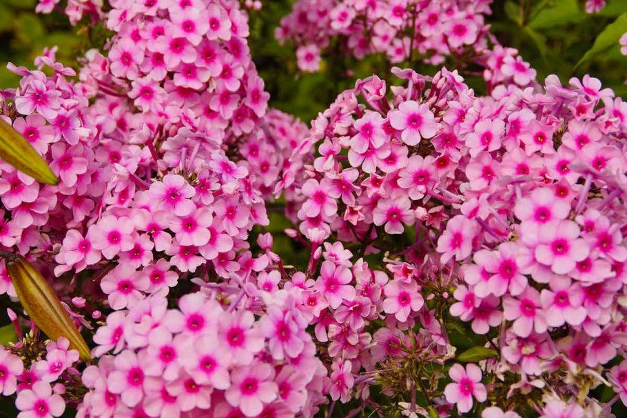 Флоксы цветы