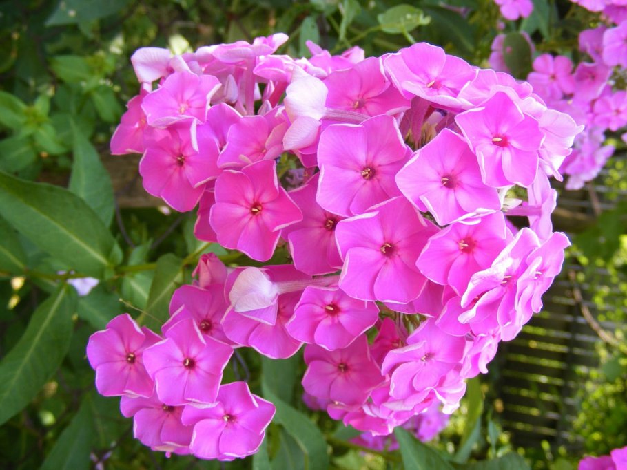 Флокс Адинда