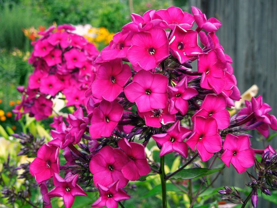 Флокс Адинда