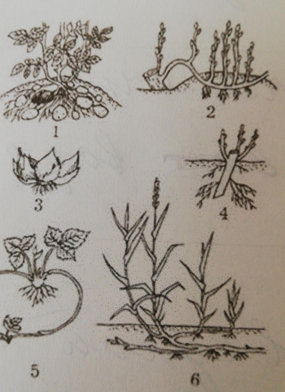 Размножение изображения