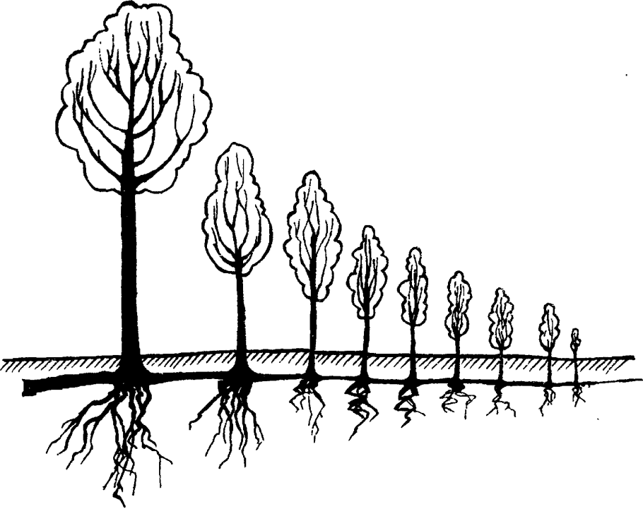 Корневая система осины