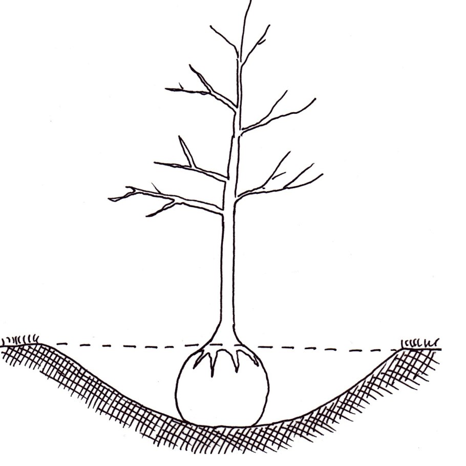Размножение и расселение растений