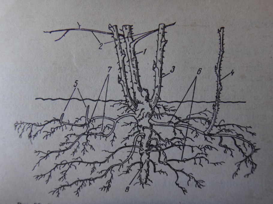 Кизильник размножение отводками