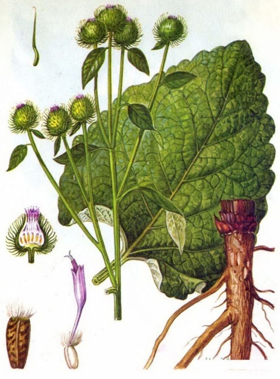 Лопух паутинистый Arctium tomentosum Mill.