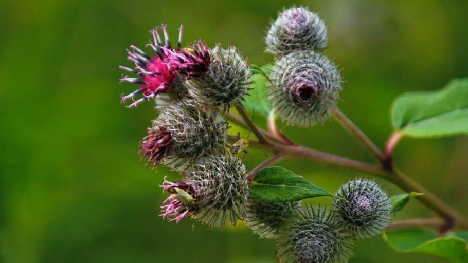 Лопух (Arctium),