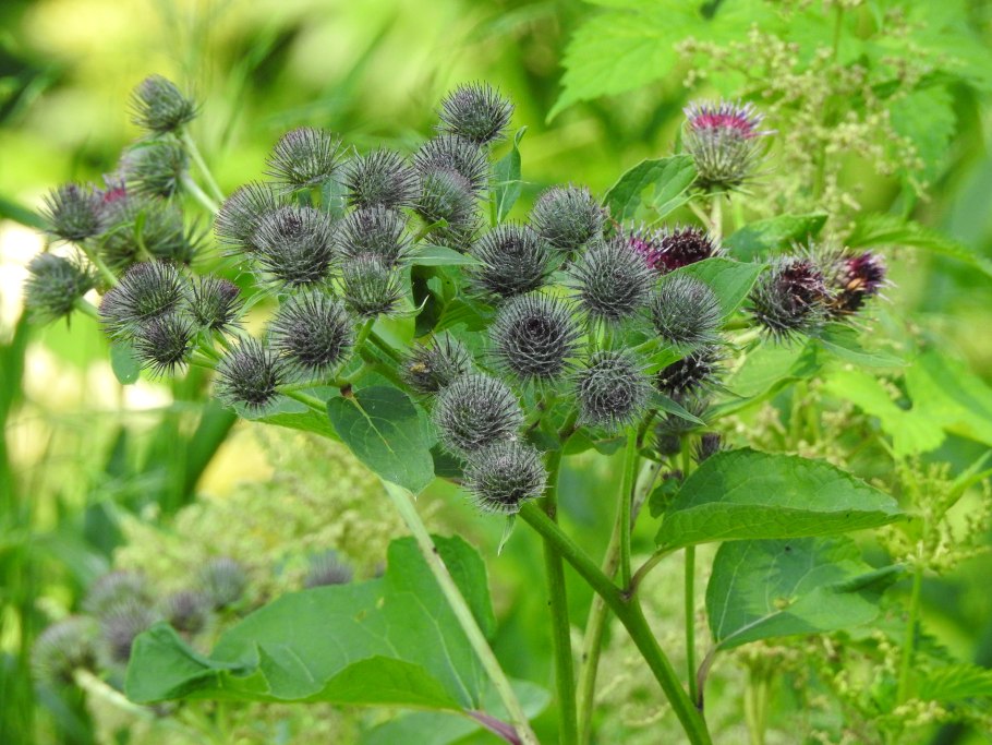 Лопух ирландский