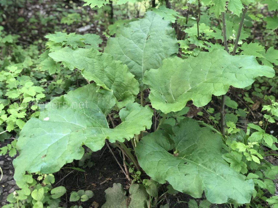 Лопух Дубравный Лесной