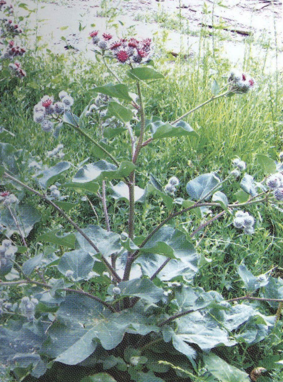 Куст репейника