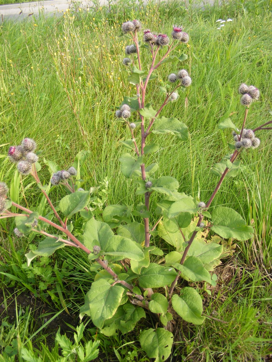 Репей лопух