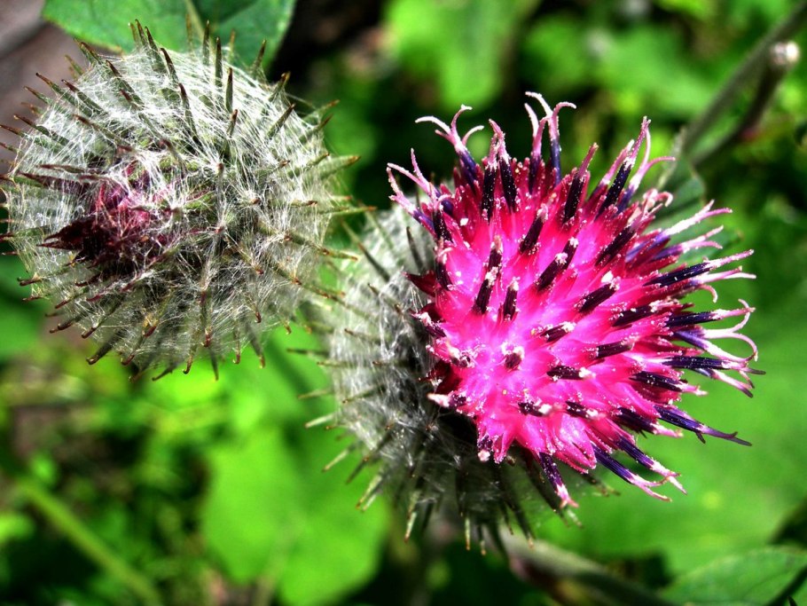 Arctium Lappa настои