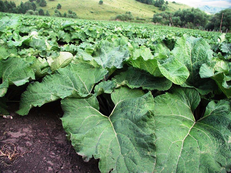 Репей лопух