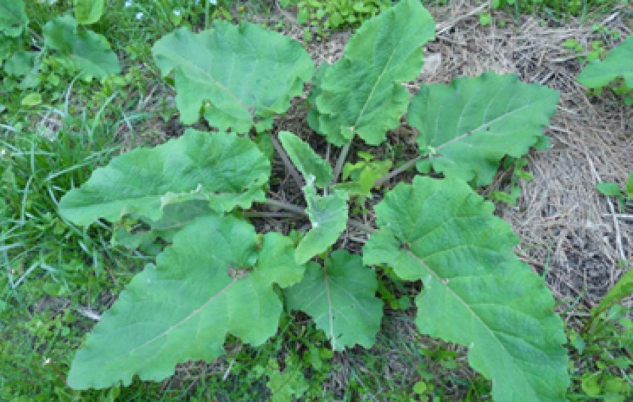 Лопух репейник