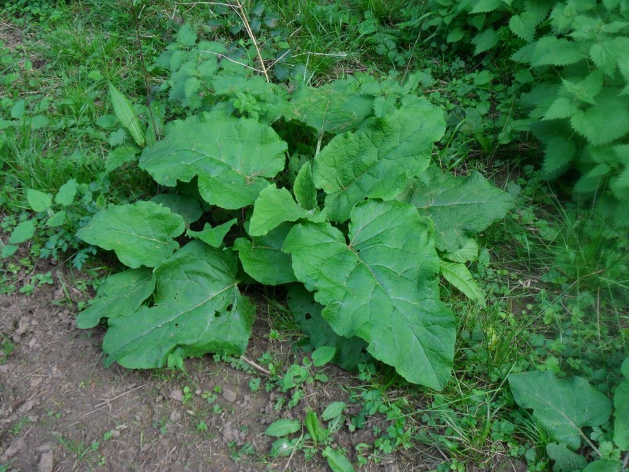 Репейник (Burdock)