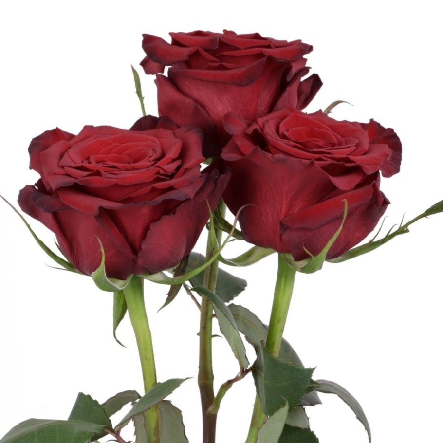 Чайно гибридная эксплорер