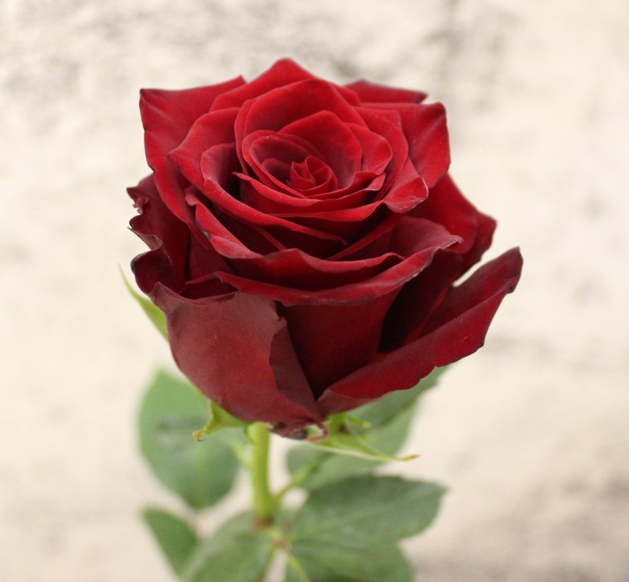 Роза Роял эксплорер