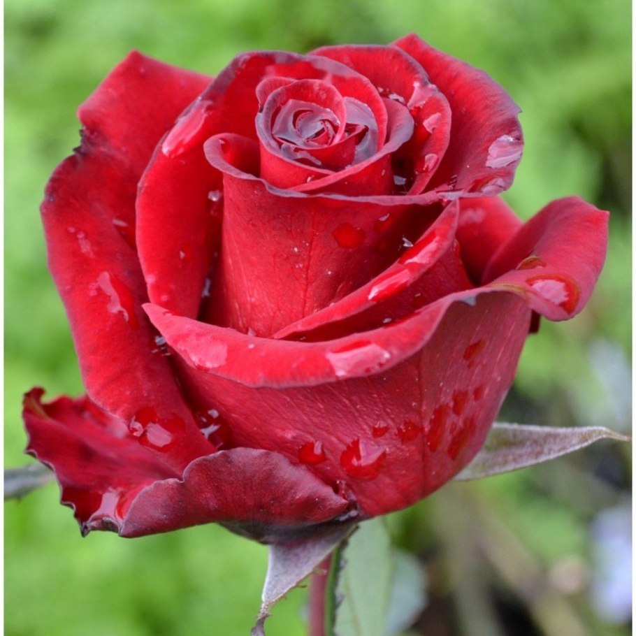 Роза чайно-гибридная эксплорер