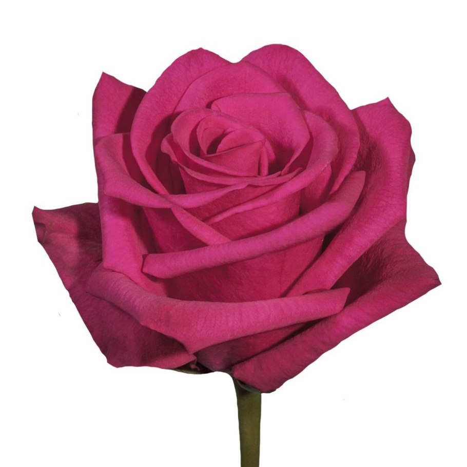 Роза Explorer (чайно-гибридная)