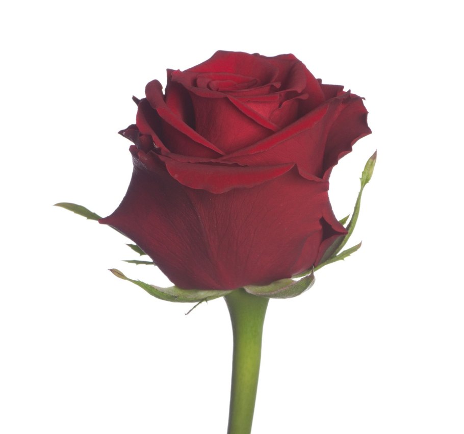 Роза Роял эксплорер