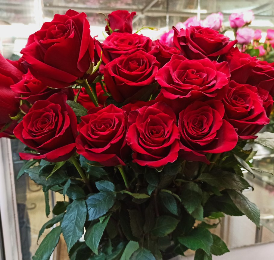 Роза премиум класса эксплорер 11 шт