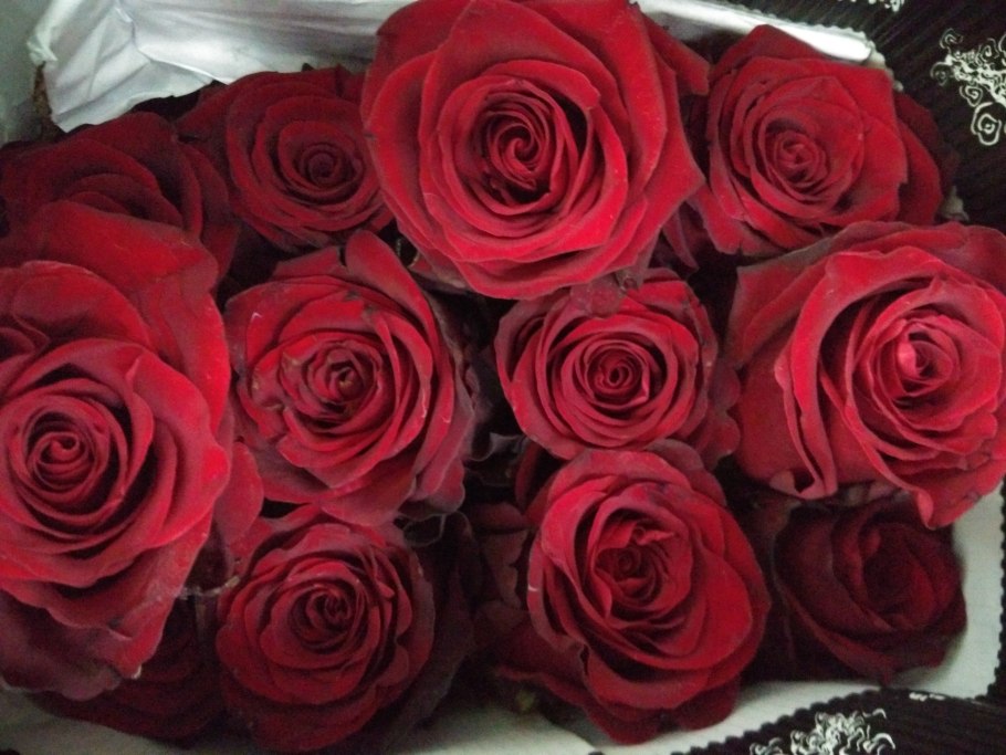 Роза Эквадор эксплорер