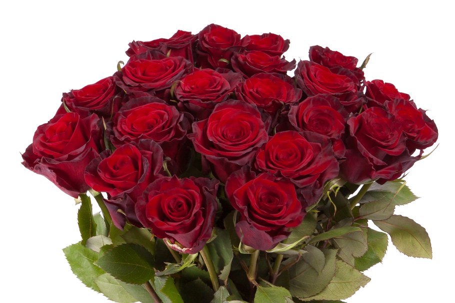 Роза эксплорер Explorer