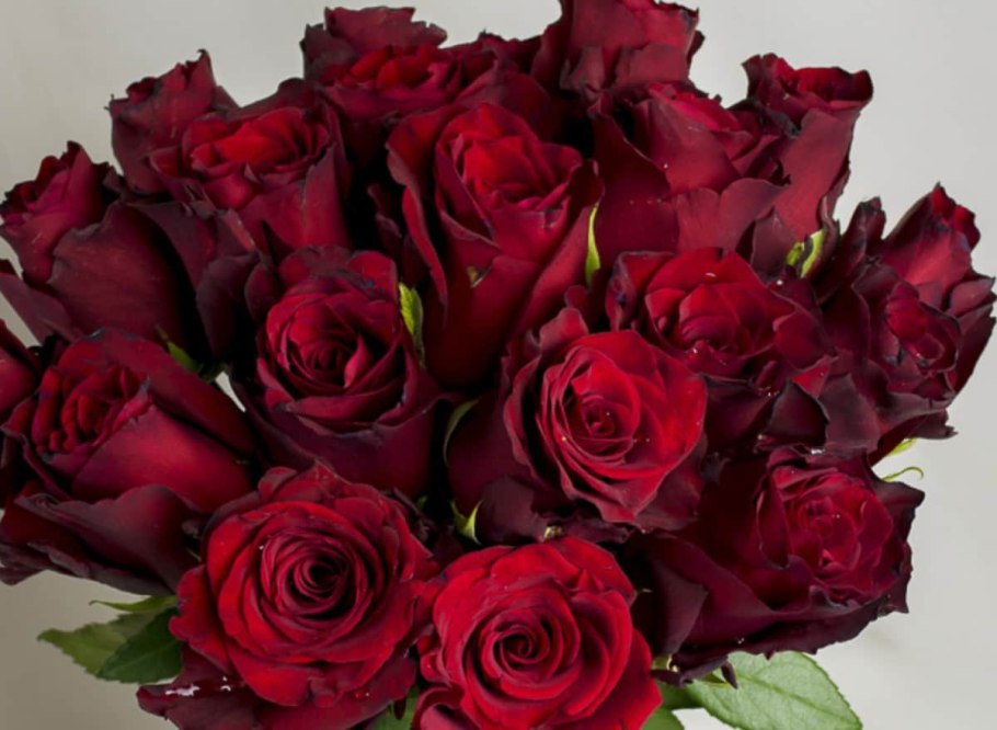 Роза чайно-гибридная эксплорер