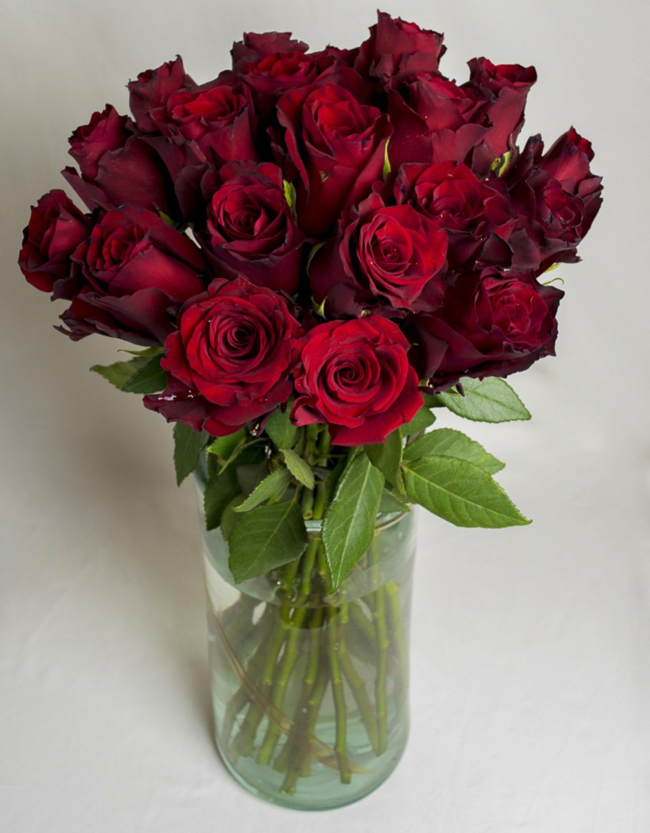 Роза Эквадор эксплорер