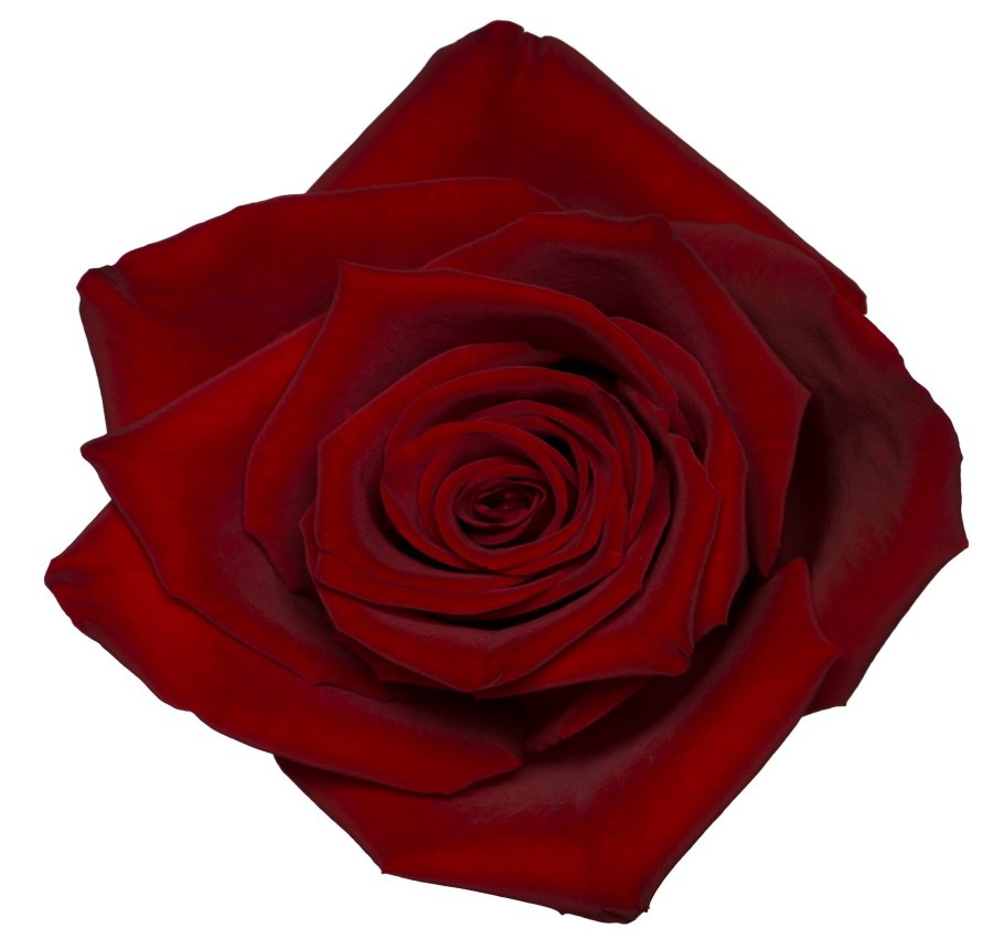 Роза эксплорер 80 см.