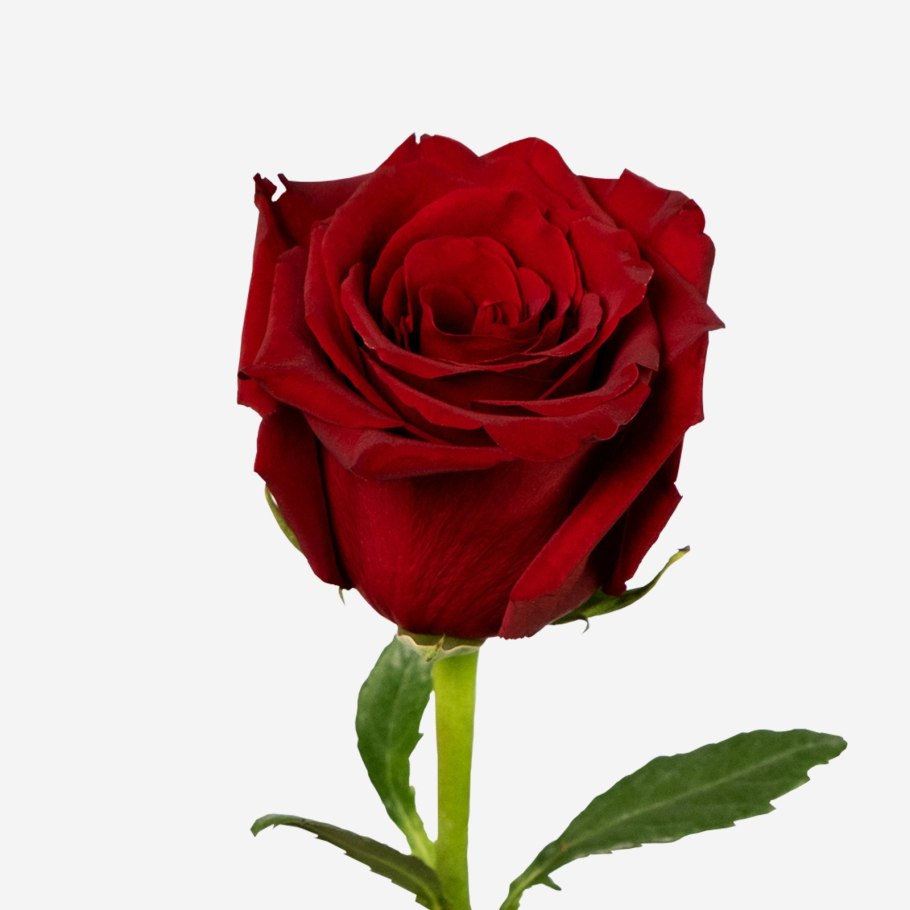 Роза Эквадор эксплорер