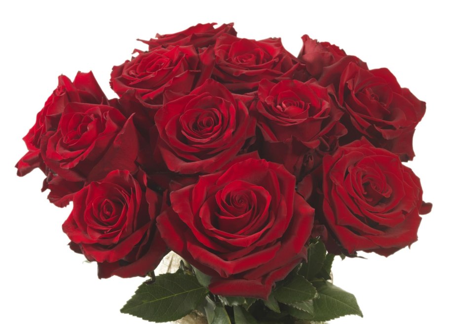 Роза эксплорер букет