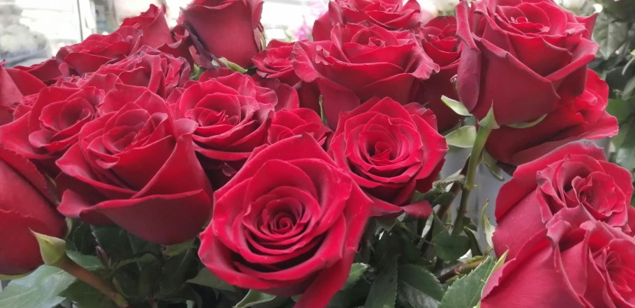 Роза Эквадор эксплорер