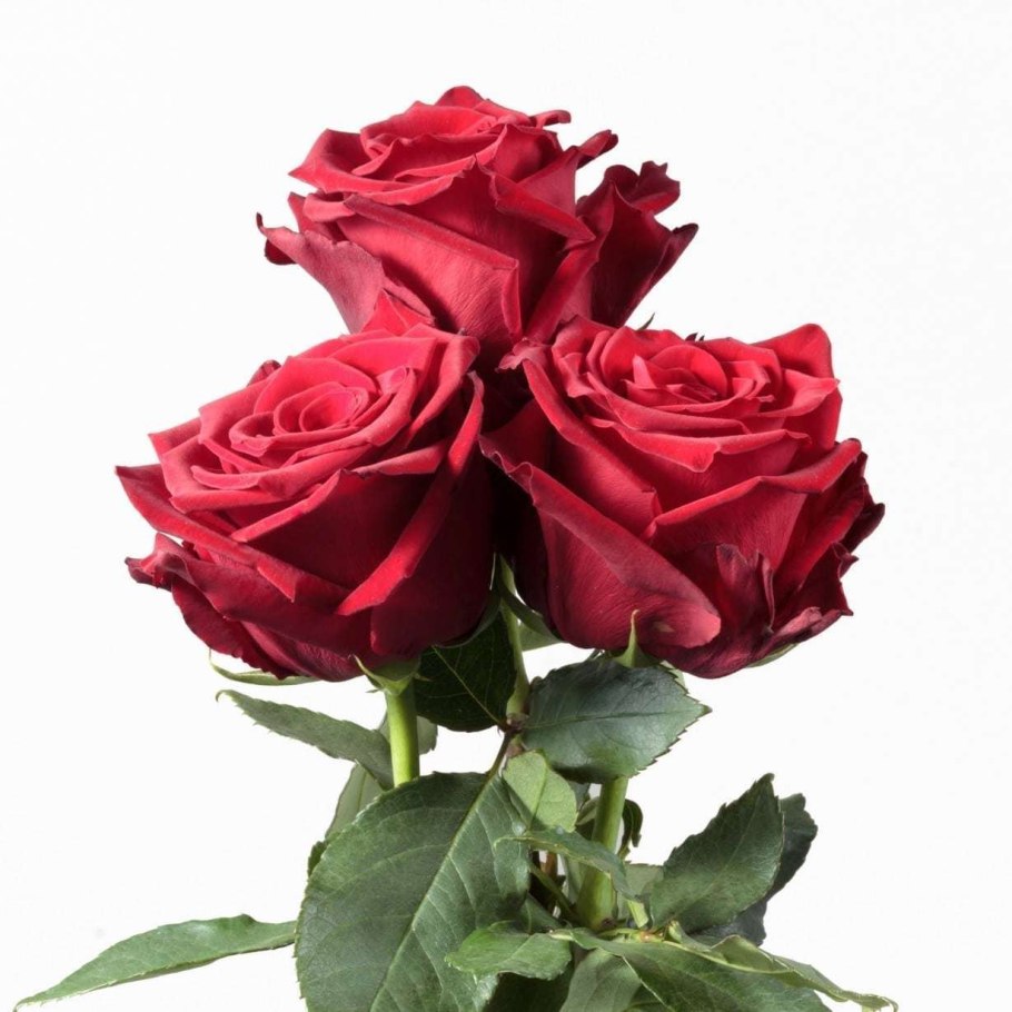 Роза эксплорер 60 см