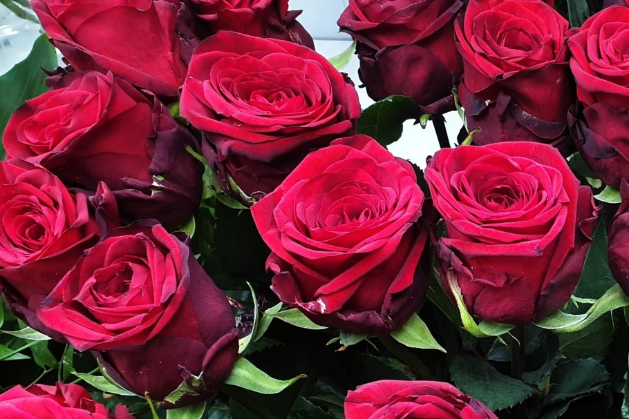 Роза ред Наоми 60 см