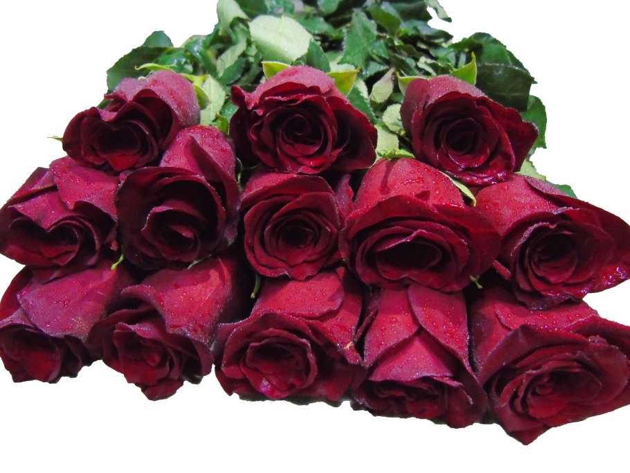 Роза чайно-гибридная эксплорер