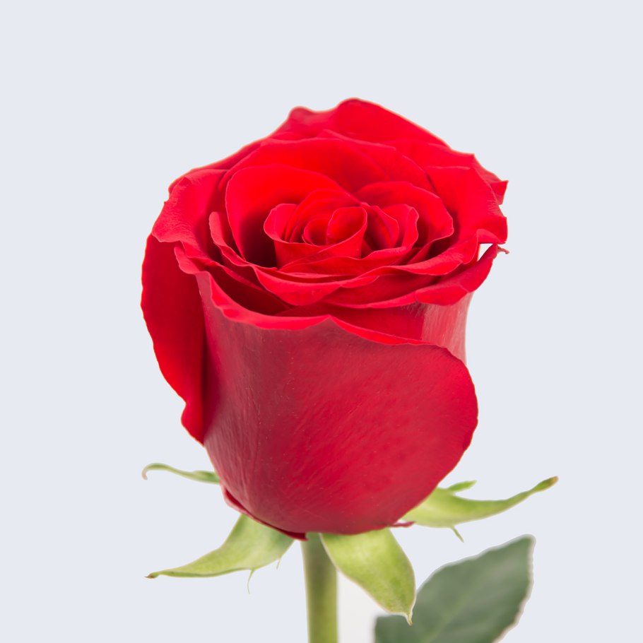 Роза Роял эксплорер Эквадор