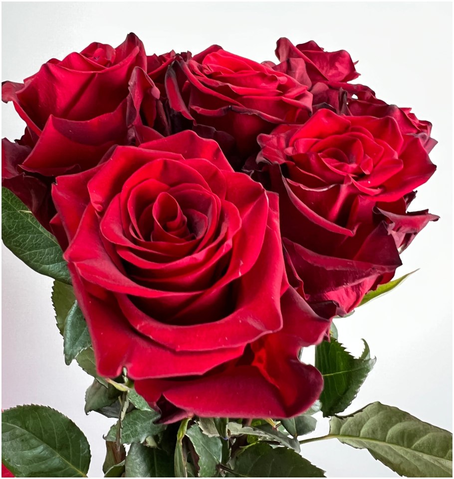 Роза эксплорер 70см Эквадор