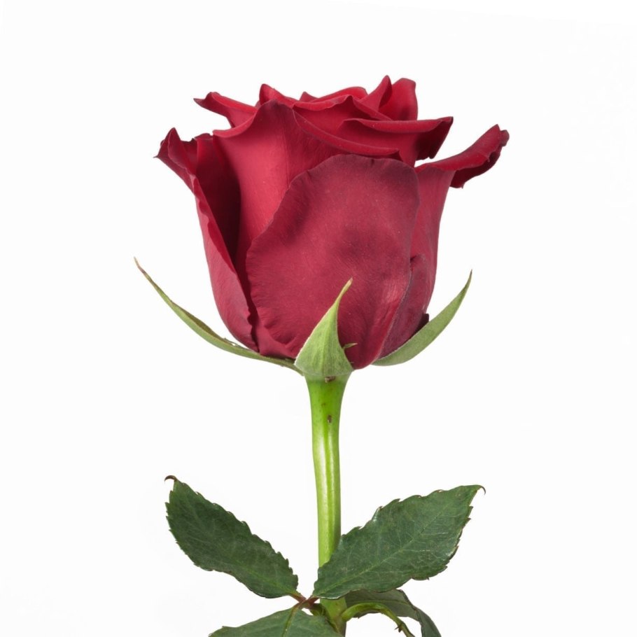 Роза Роял эксплорер