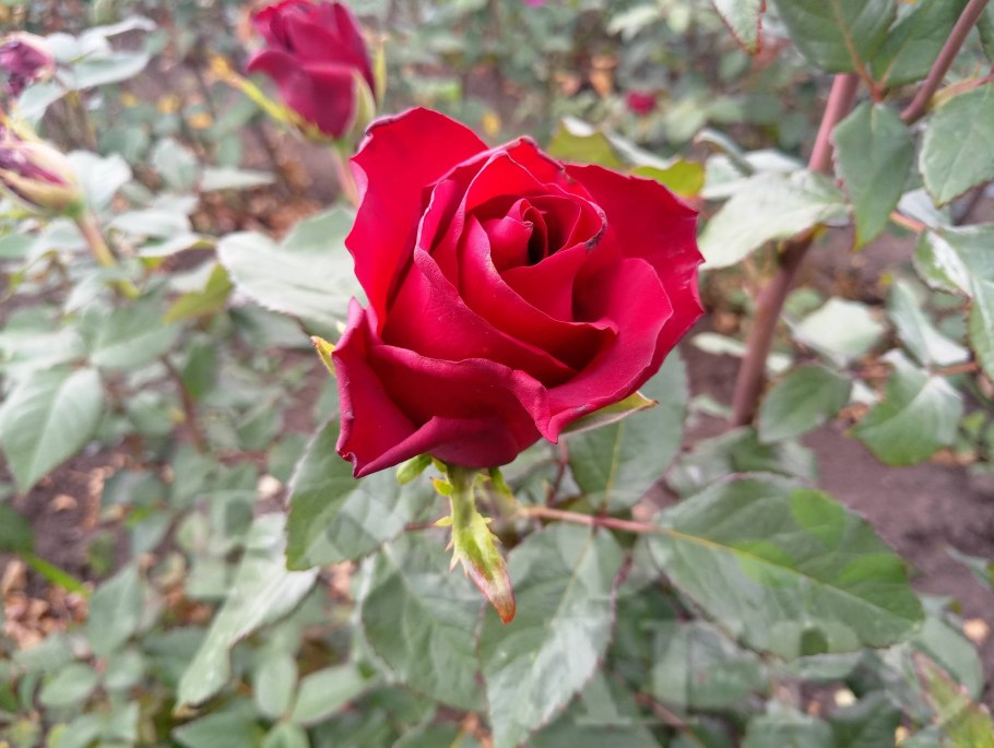 Эксплорер роза Армения