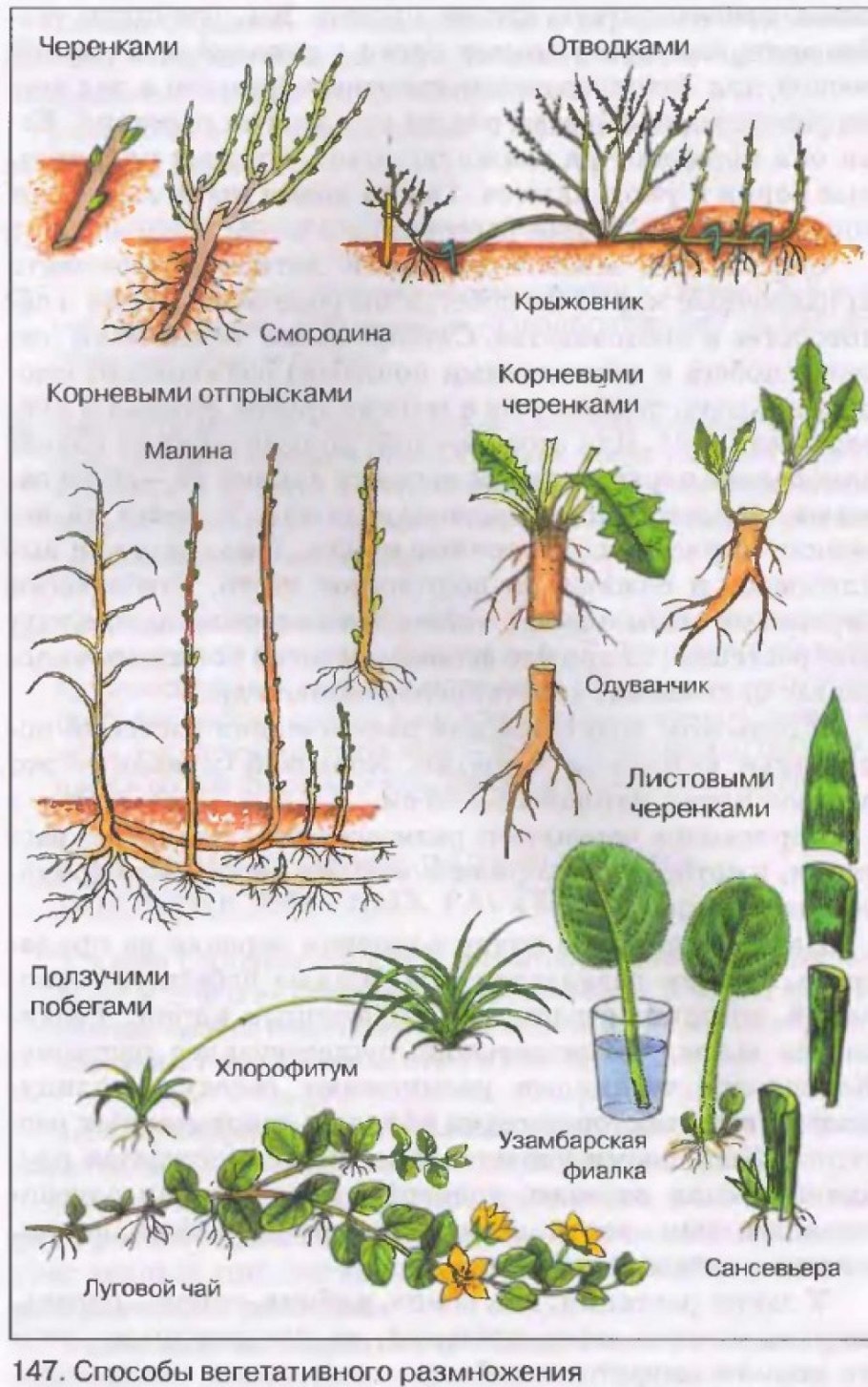 Вегетативное размножение растений отводки