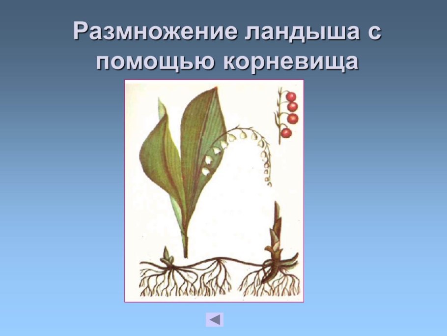 Грибные столоны