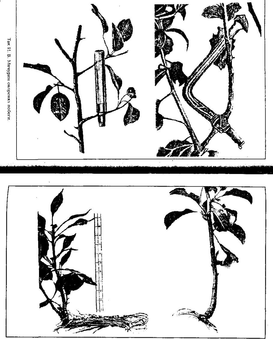 Побег корней